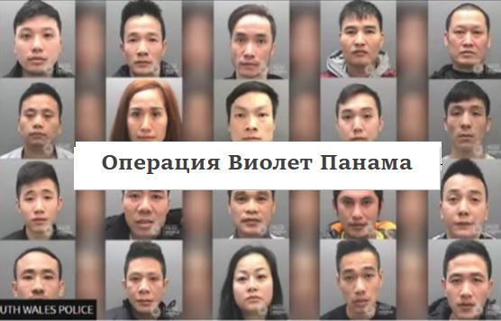 Operation Violet Panama